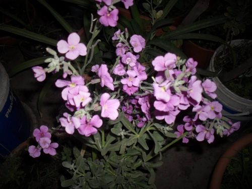 Fotolog de ismaelpepe: Mi Flor De Aleli